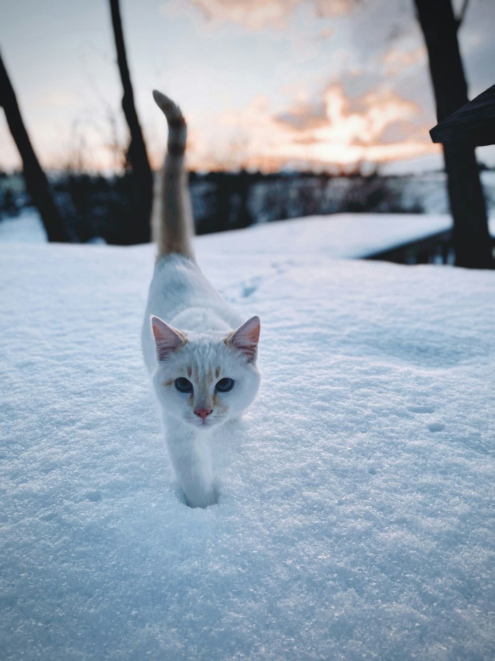 white cat on snow covered ground during daytime