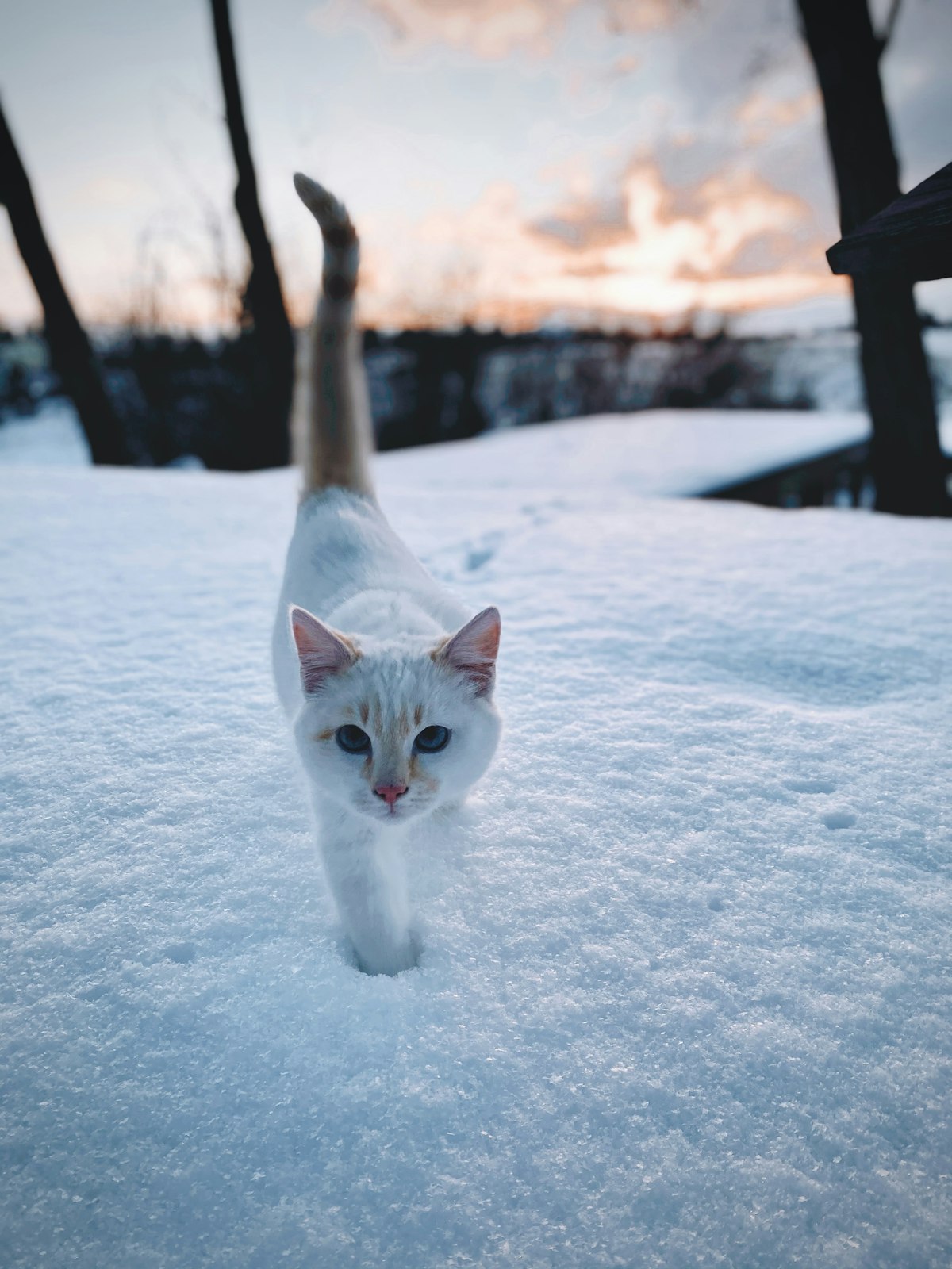 White cat on snow-covered ground in winter - keeping outdoor cats warm