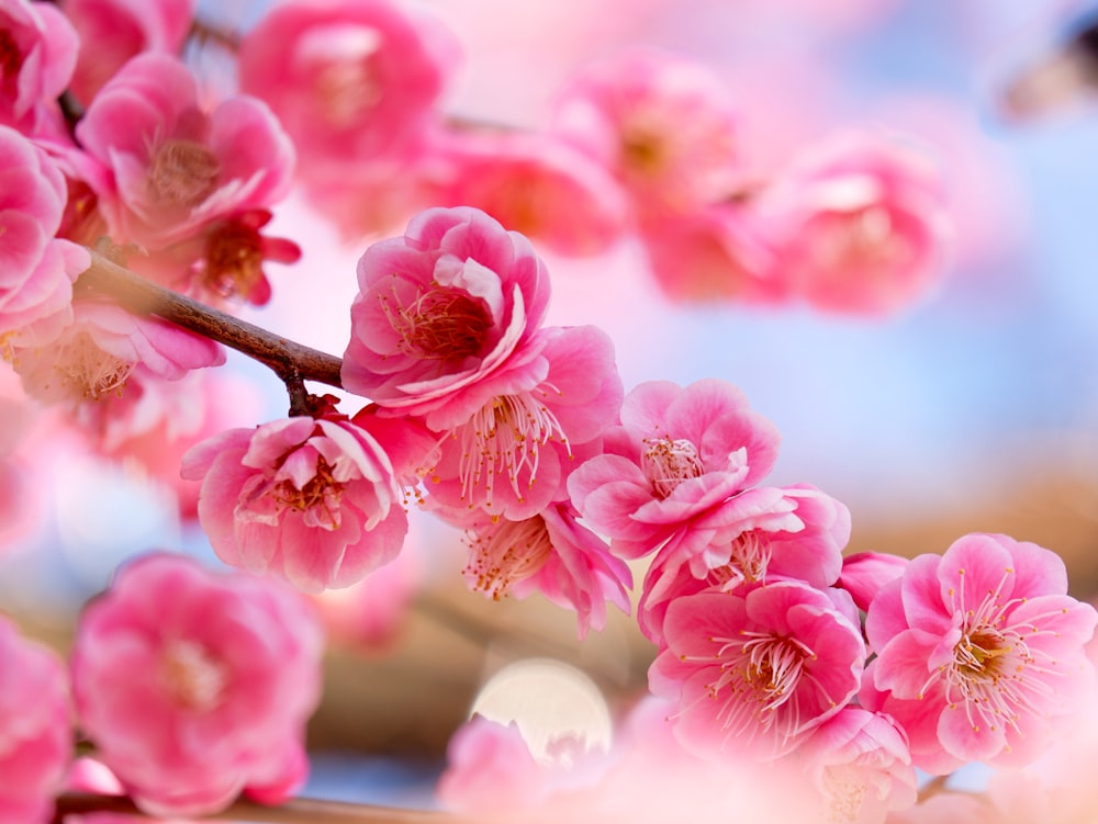 pink cherry blossom in close up photography