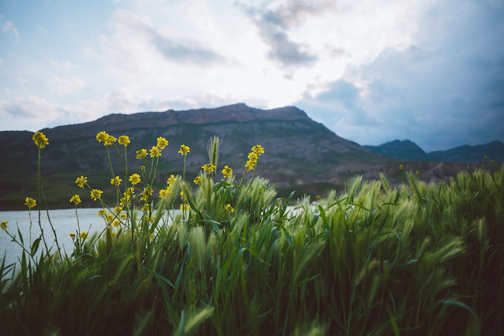 yellow flower field near green mountain under white clouds during daytime