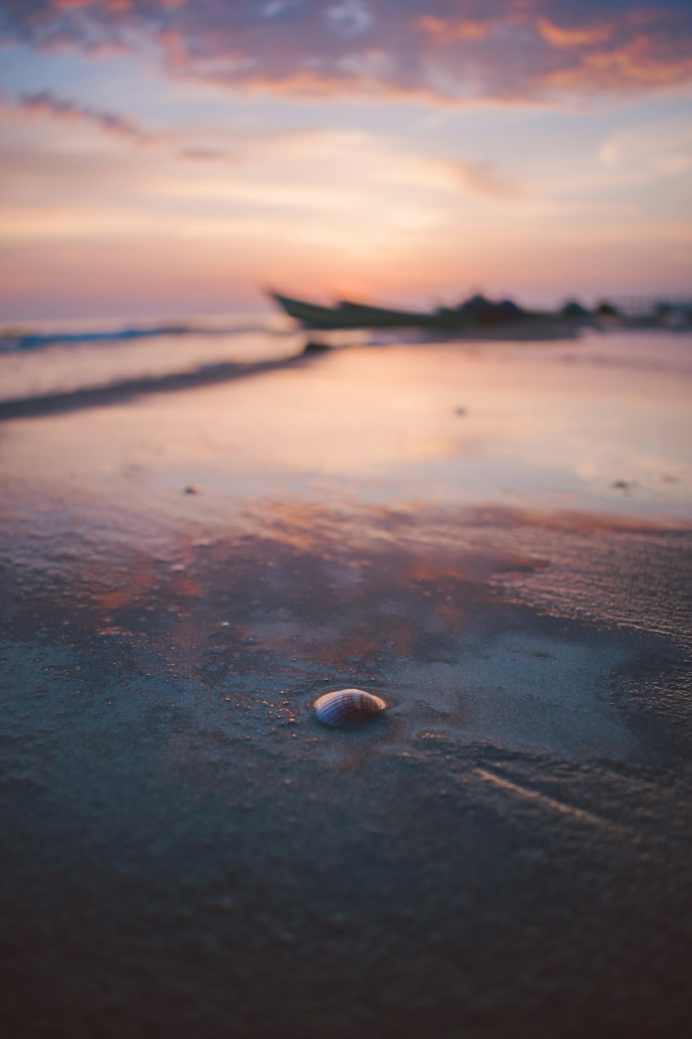 sea shell on beach shore during sunset