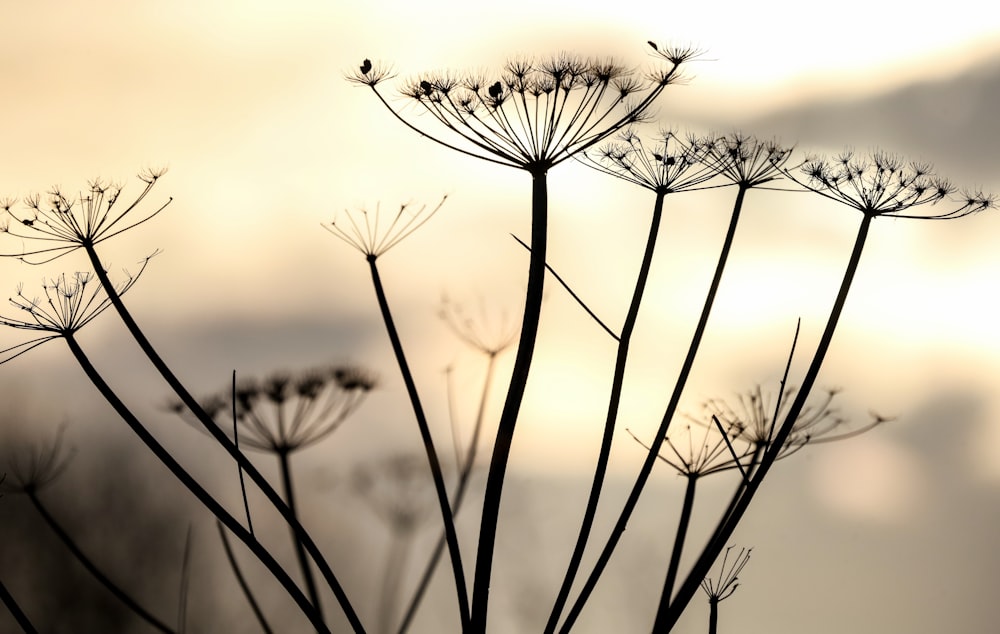 silhouette of grass during sunset