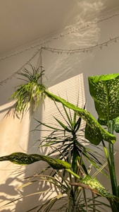 Sunlight streams through a window, casting shadows across a white wall and illuminating several green plants with long, slender leaves. These plants appear to be indoor varieties, possibly including dracaena or similar species. The warm light creates a serene, natural atmosphere.