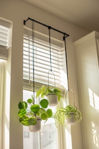 Three potted plants are hanging from black metal rods in front of a window with white blinds. Sunlight streams through, casting shadows and illuminating the vibrant green leaves of the plants in white pots.