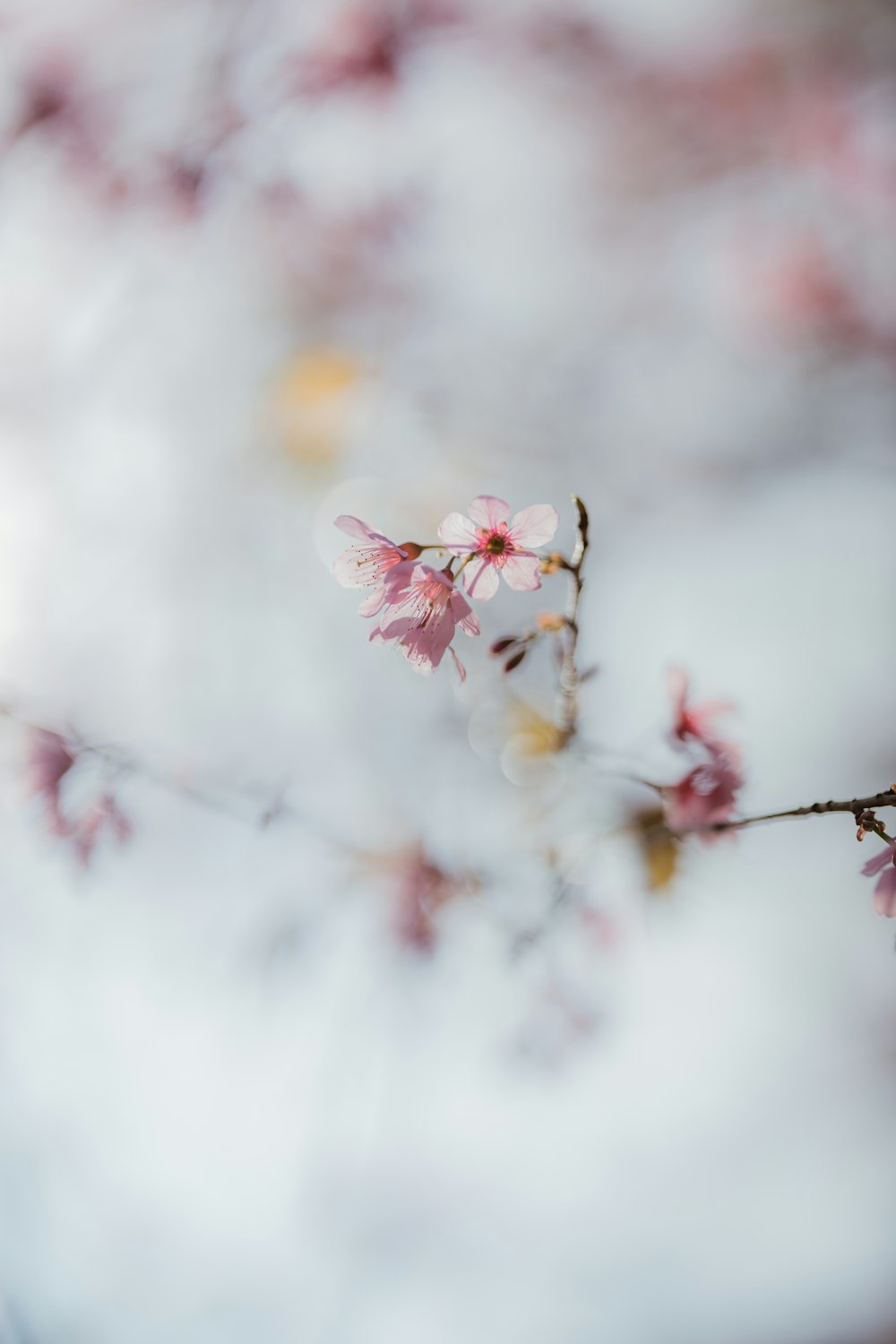 pink cherry blossom in close up photography