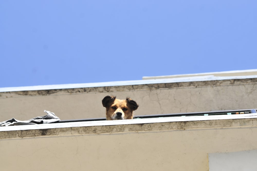 brown and white short coated dog on white concrete wall during daytime