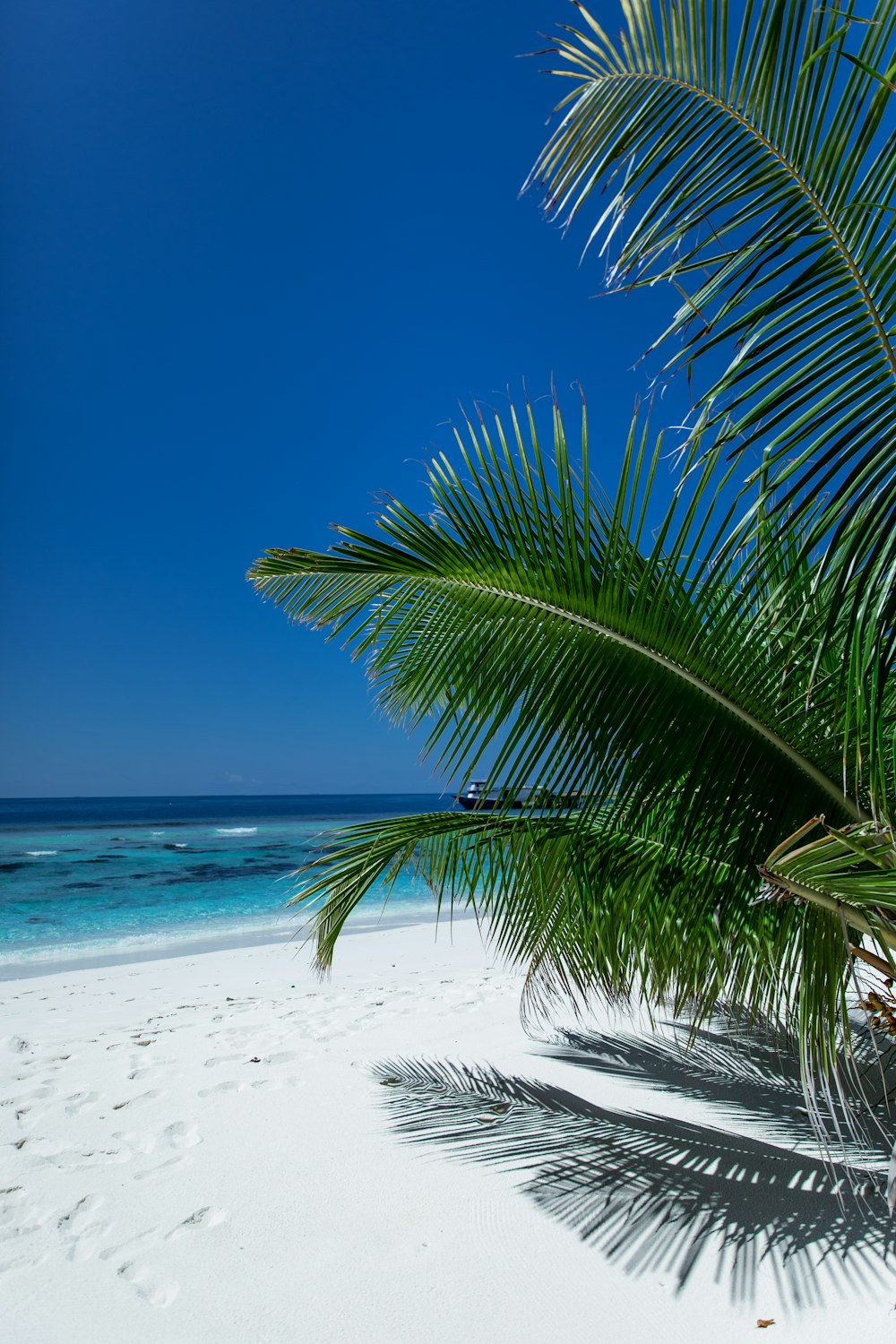 green palm tree on white sand beach during daytime