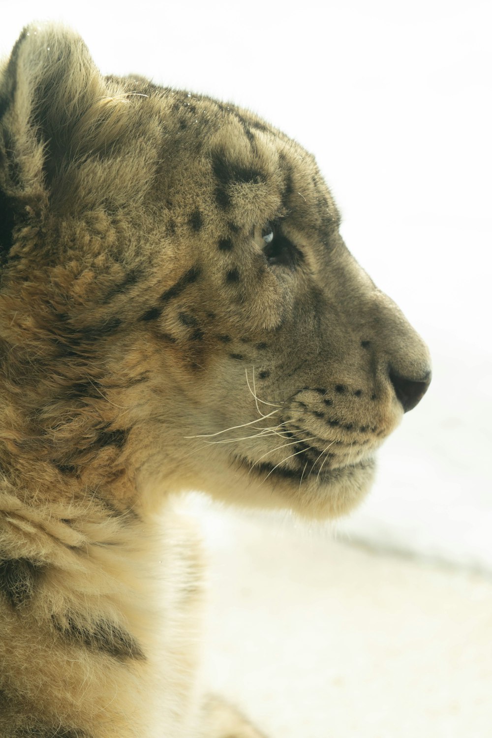 brown and black leopard on snow covered ground