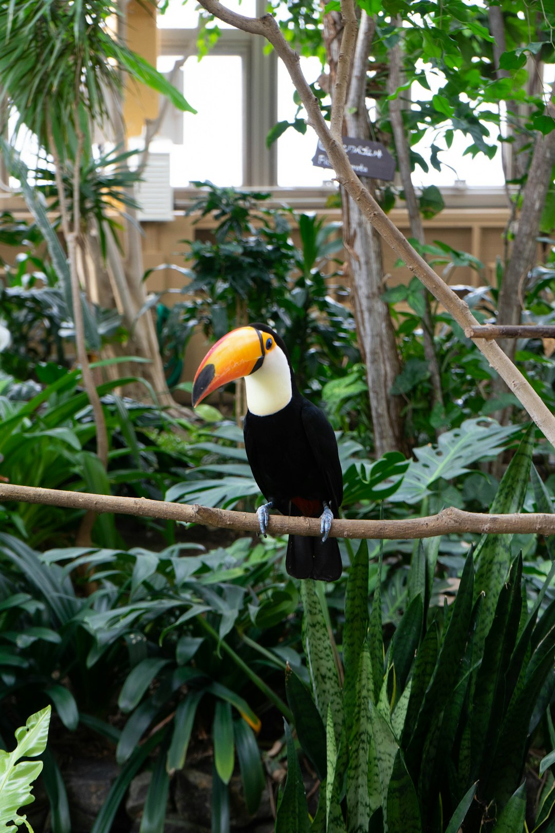 black yellow and white bird on brown tree branch during daytime