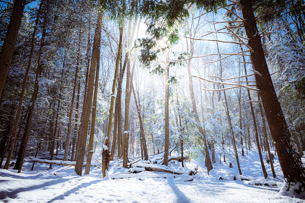 arbres bruns sur un sol enneigé pendant la journée