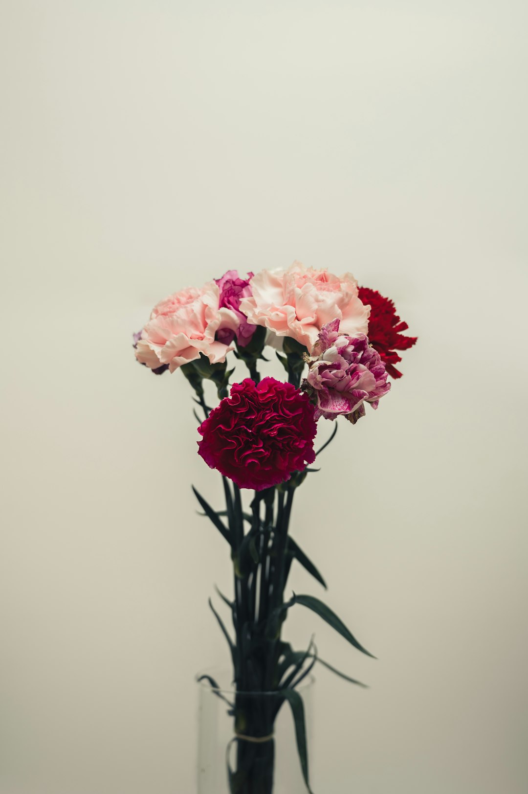 pink flowers on black stem