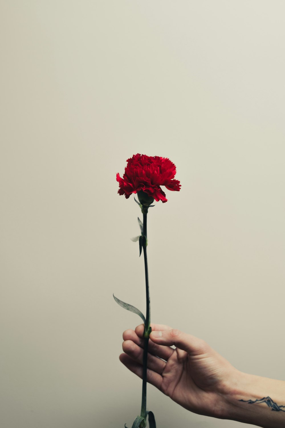 person holding red rose flower
