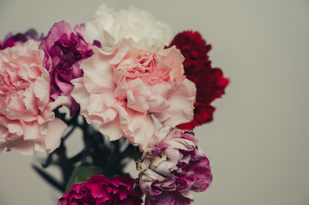 pink and white flower in close up photography