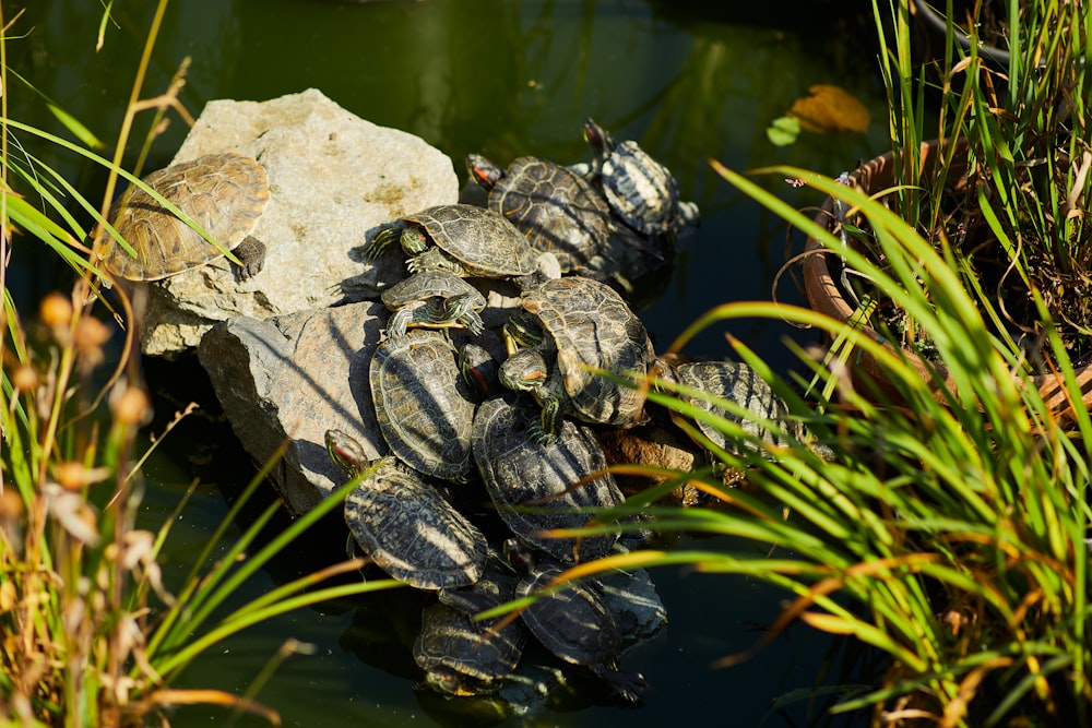 black and gray turtle on gray rock