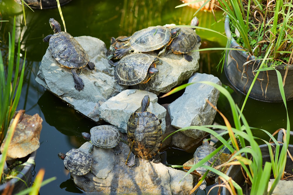 brown and black turtle on water