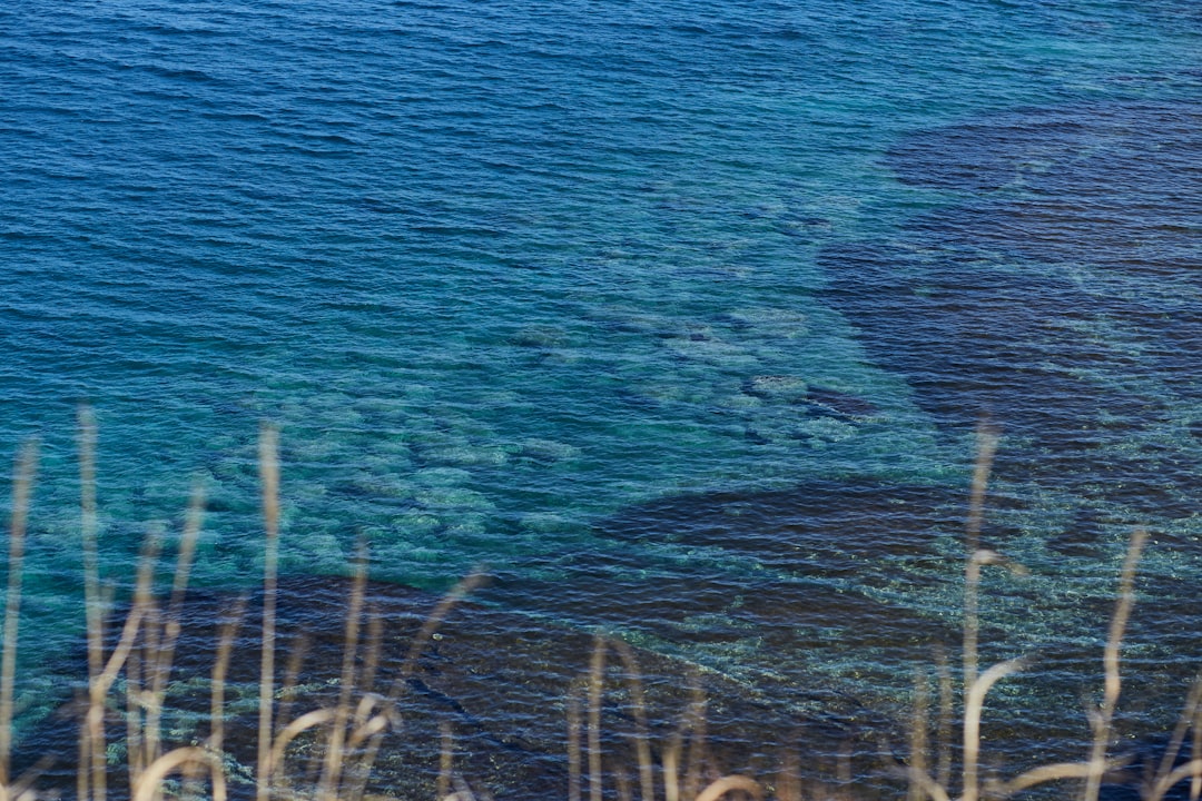 green grass near body of water during daytime