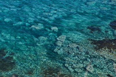 brown and gray coral reef clear zoom background