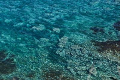 brown and gray coral reef clear google meet background