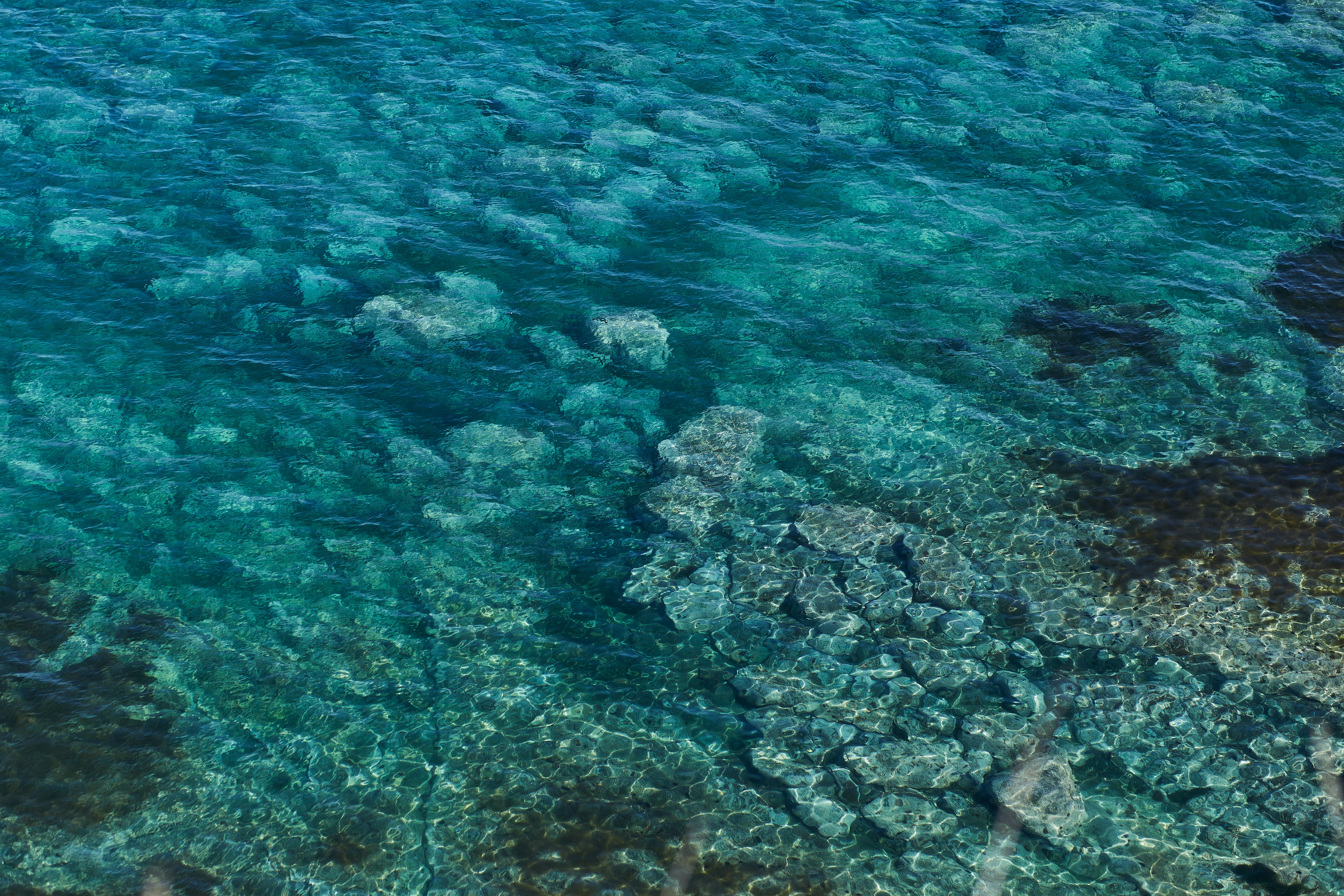 brown and gray coral reef