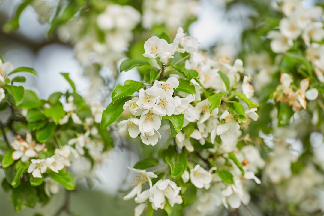 white flowers in tilt shift lens