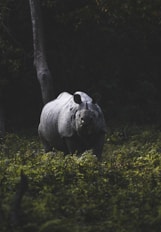 Greater Indian One Horned Rhino in the morning sunlight