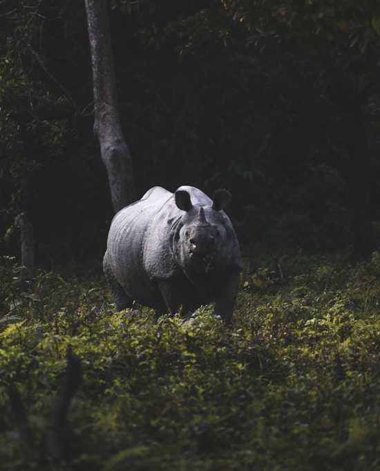 Greater Indian One Horned Rhino in the morning sunlight