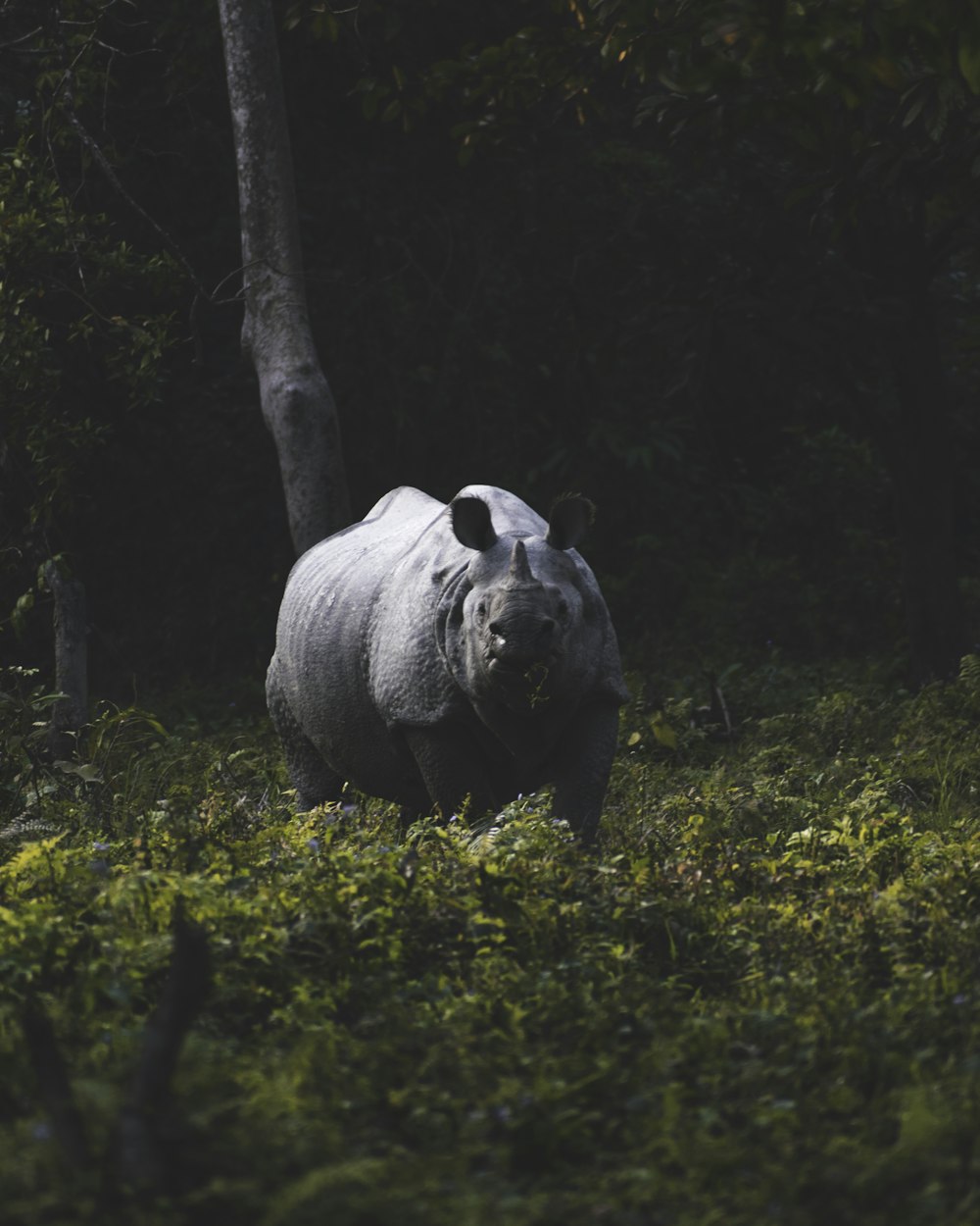 Oso negro en un campo de hierba verde durante el día