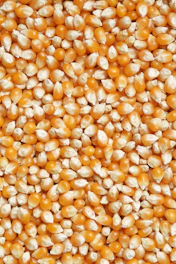 brown and white beans on white ceramic plate