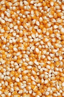 brown and white beans on white ceramic plate