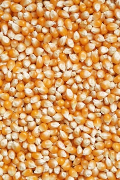 brown and white beans on white ceramic plate