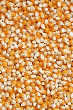 brown and white beans on white ceramic plate