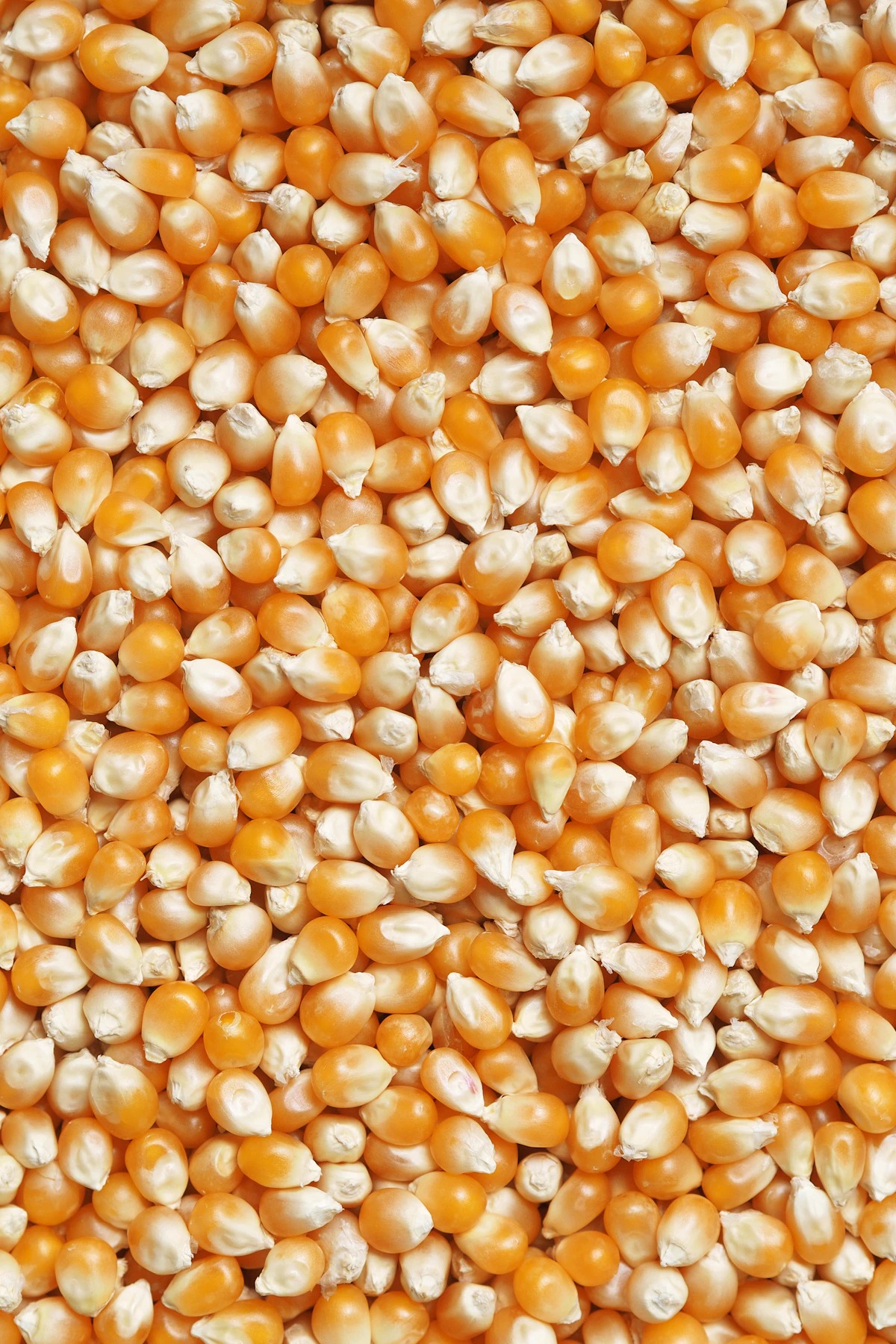 Premium Maize