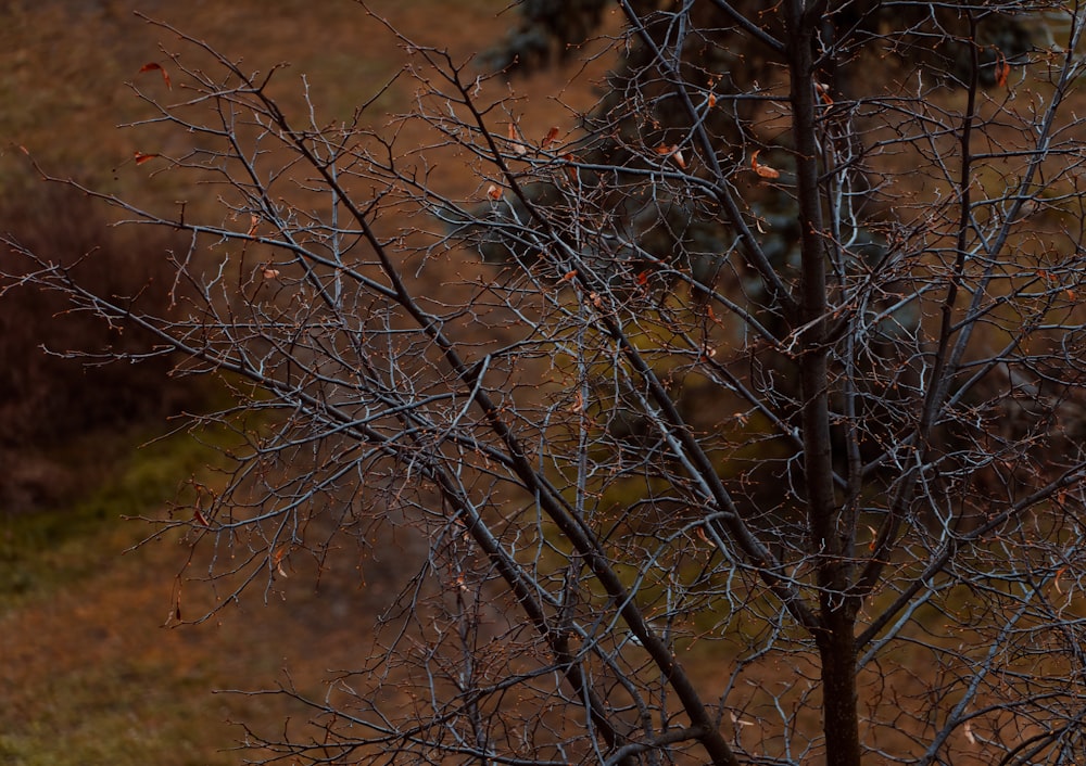 brown leafless tree during daytime