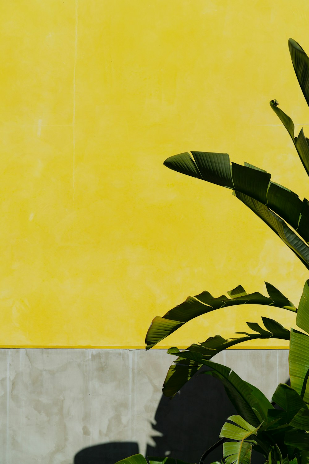 grüner Bananenbaum neben gelb gestrichener Wand