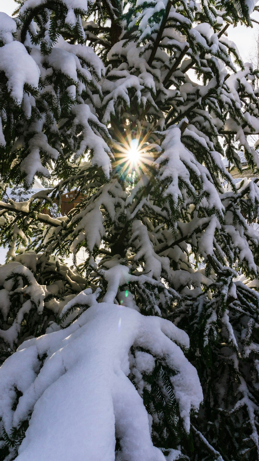 snow covered pine tree during daytime