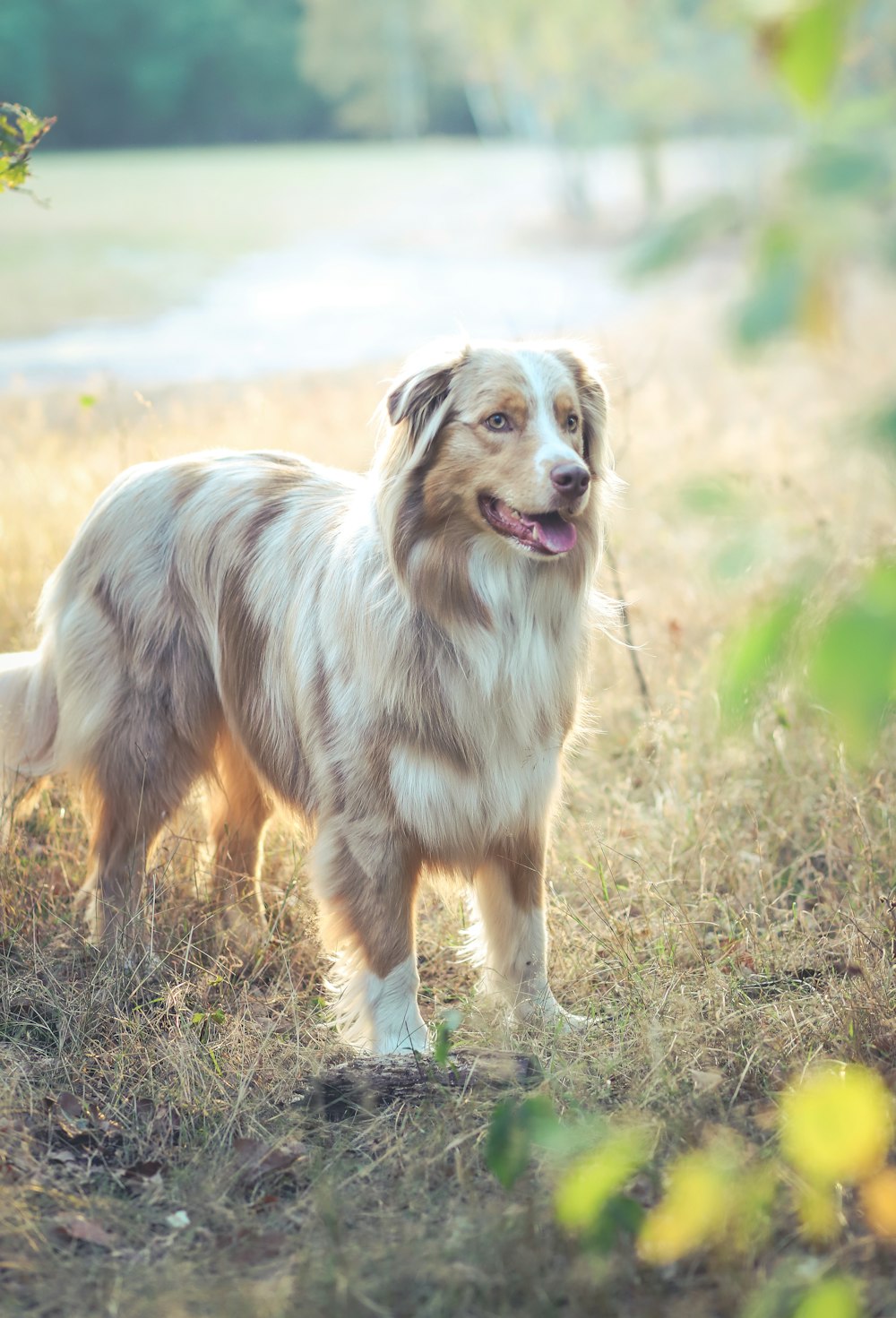 white and brown long coated dog on brown grass field during daytime