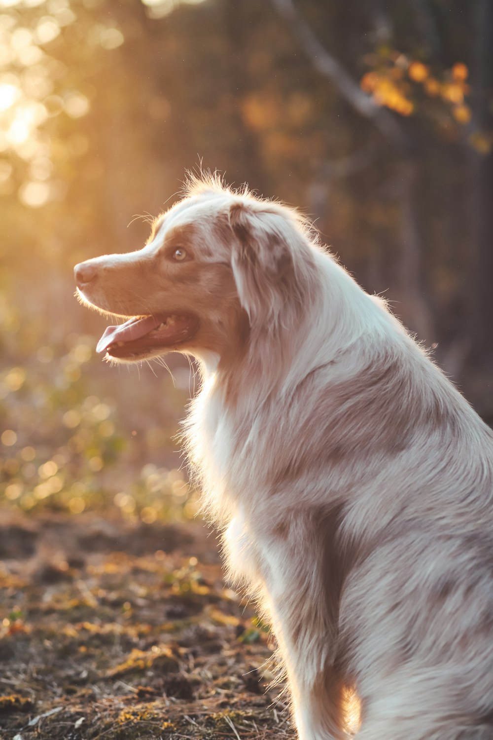 white and brown long coated dog on brown dried leaves during daytime