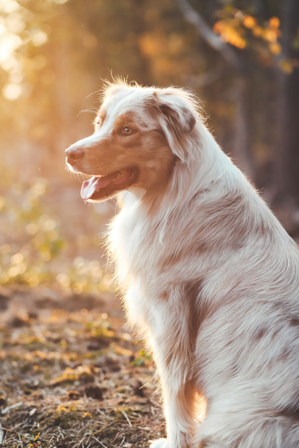 Chien à poil long blanc et brun sur des feuilles séchées brunes pendant la journée