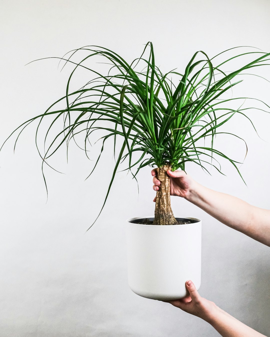 green plant on white ceramic pot