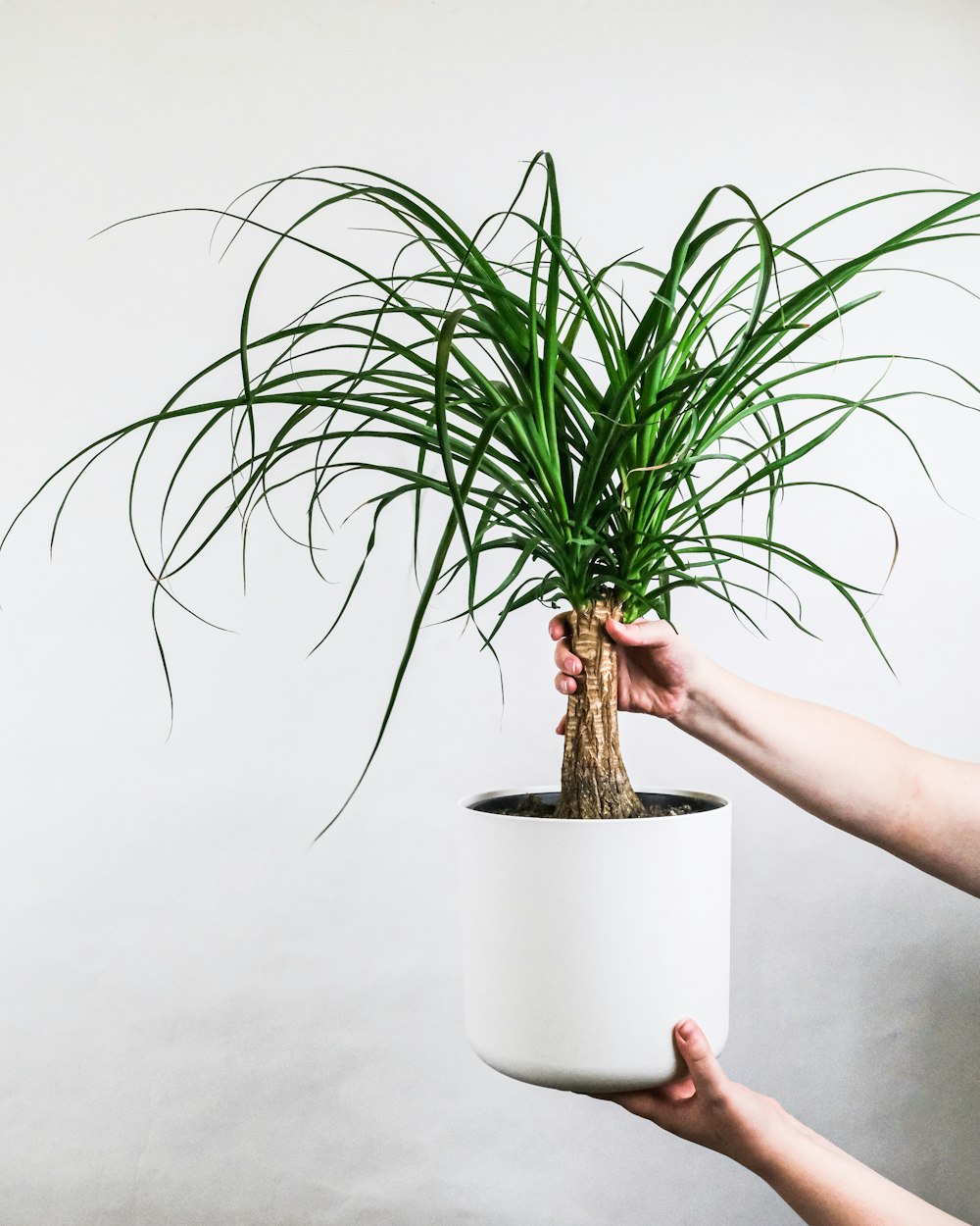 Planta verde en maceta de cerámica blanca