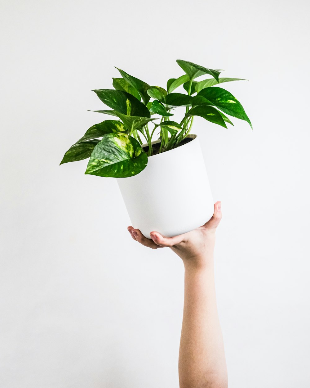 Planta verde en jarrón de cerámica blanca