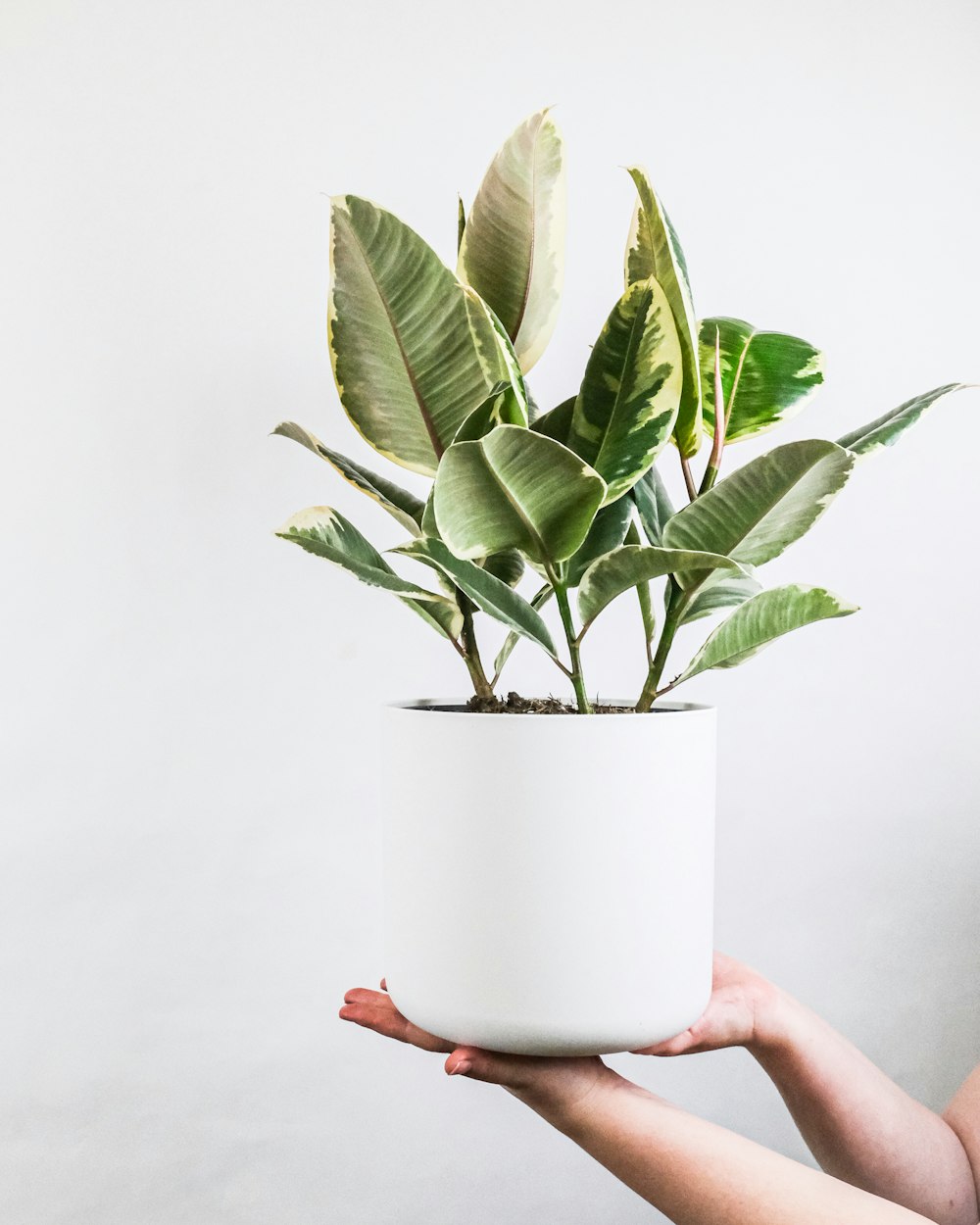 Persona che tiene il vaso di ceramica bianca con pianta verde