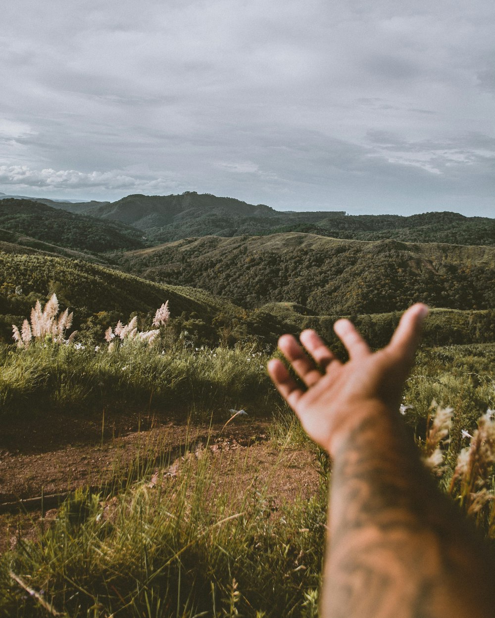 persons hand on green grass field