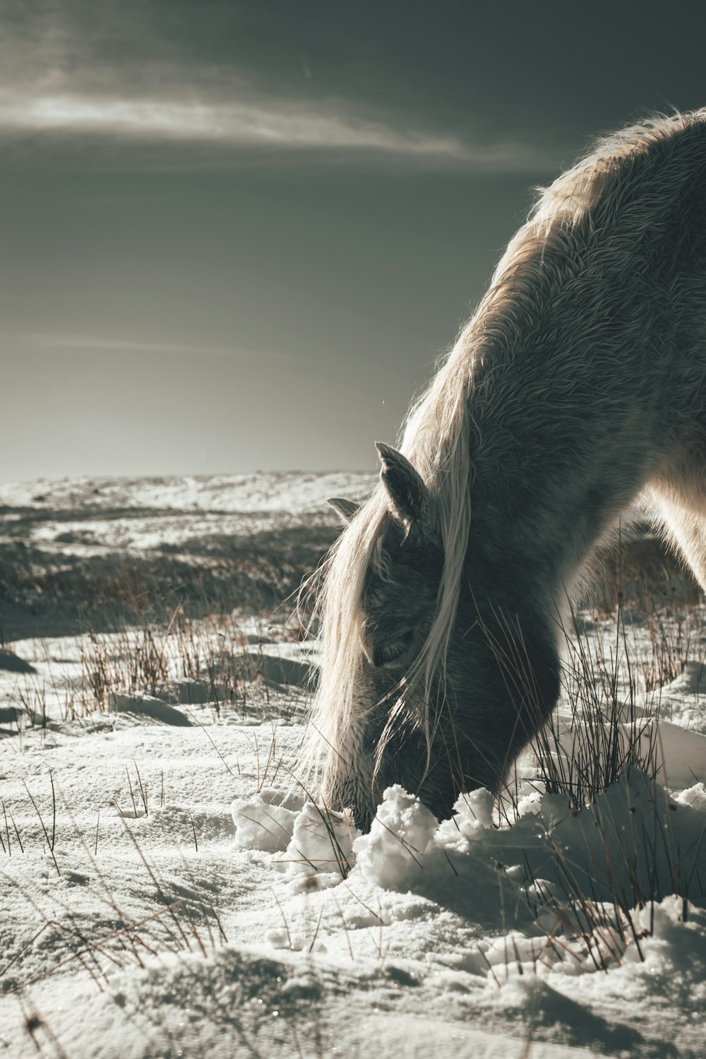 brown horse on snow covered field during daytime