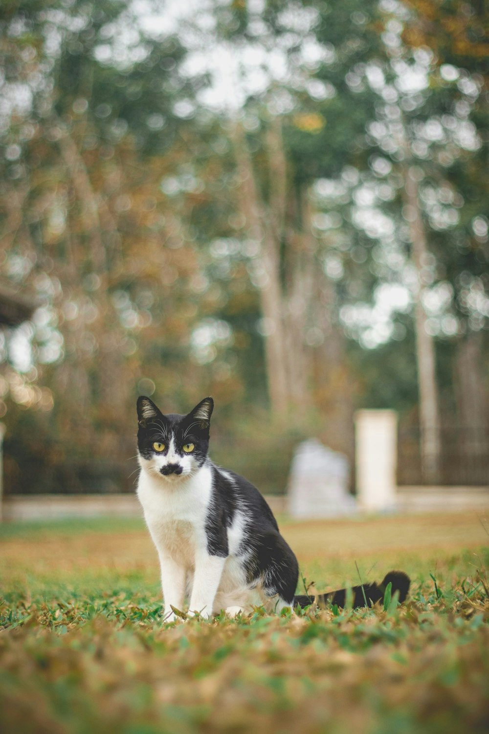 black and white cat on green grass field during daytime