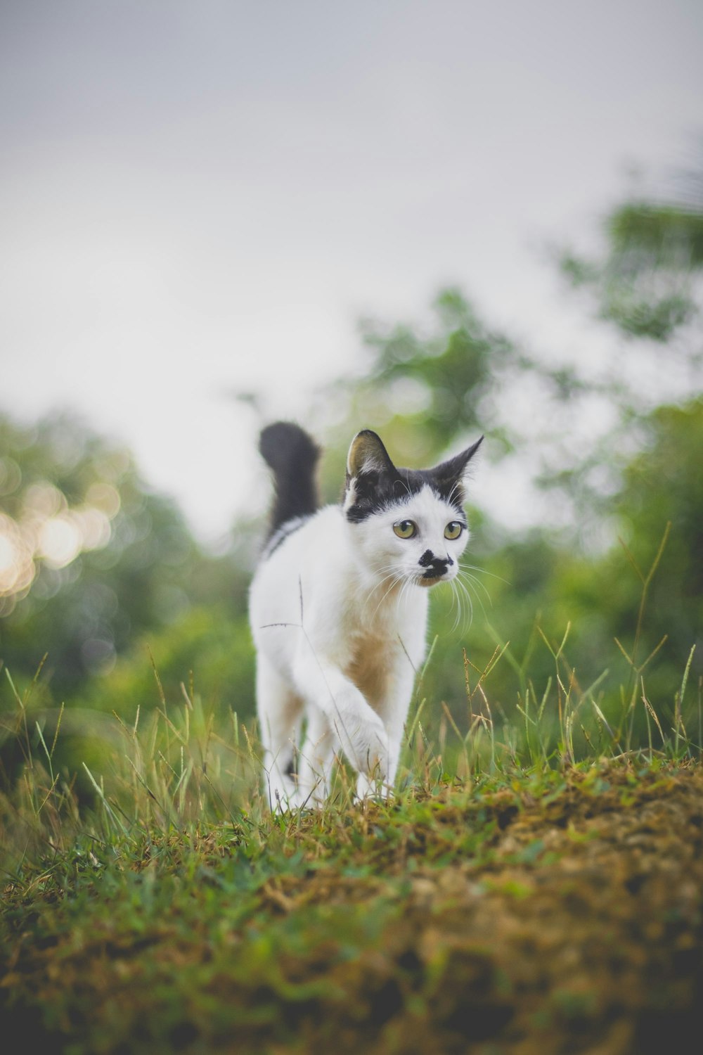 white and black cat on green grass during daytime