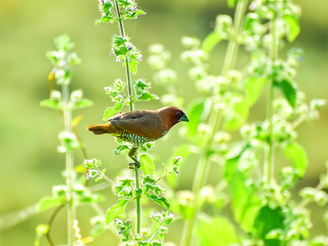 brown and black bird on green plant during daytime