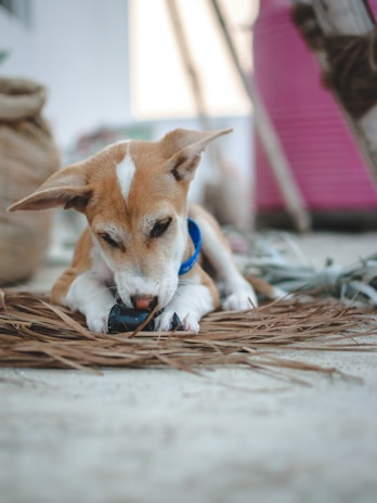 A small brown and white puppy with a blue collar is intently chewing on a black object while lying on dried palm leaves. The background includes blurry household items and a pink container.