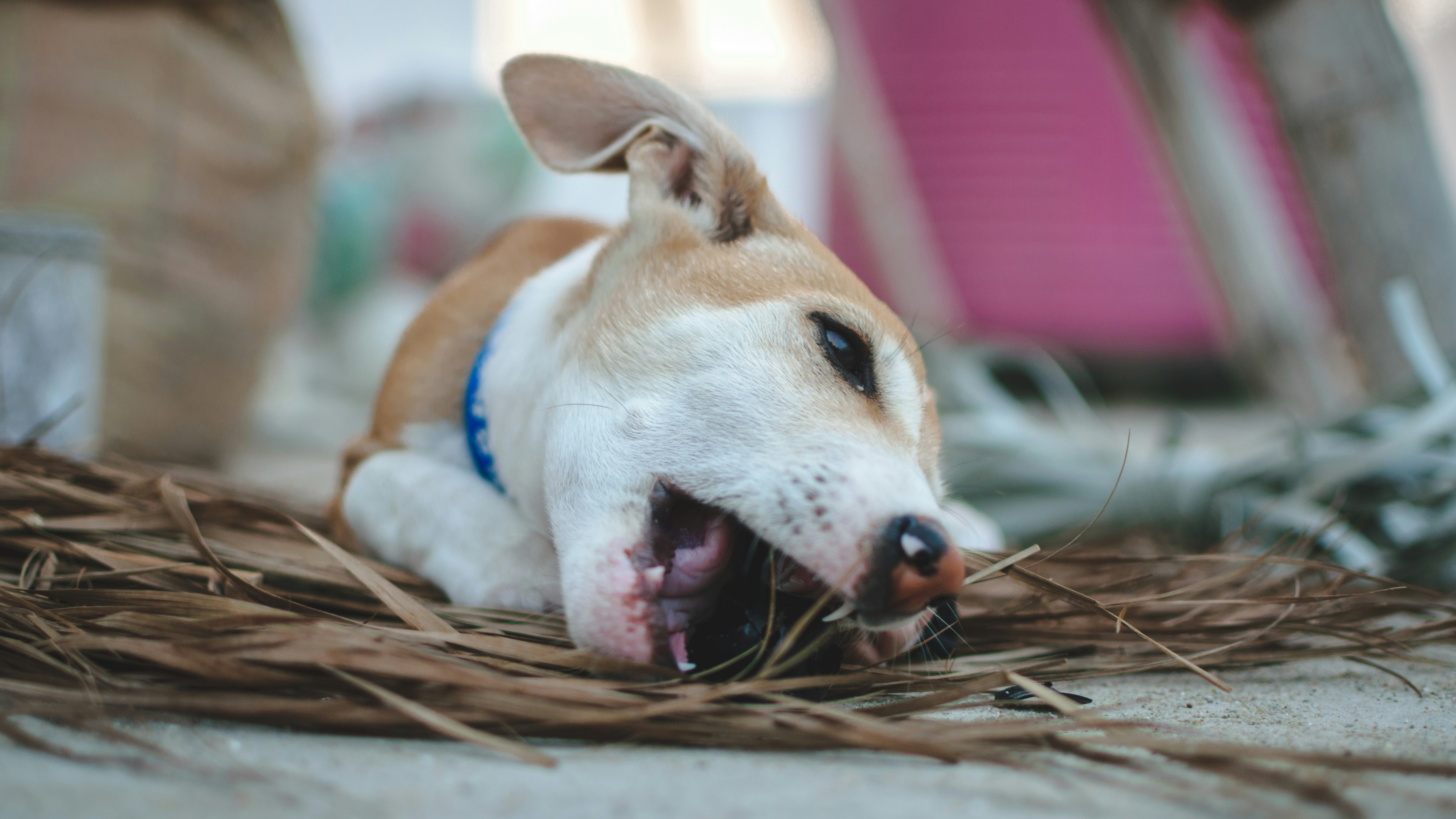 강아지 이빨 부러졌을 때 절대 하면 안 되는 행동