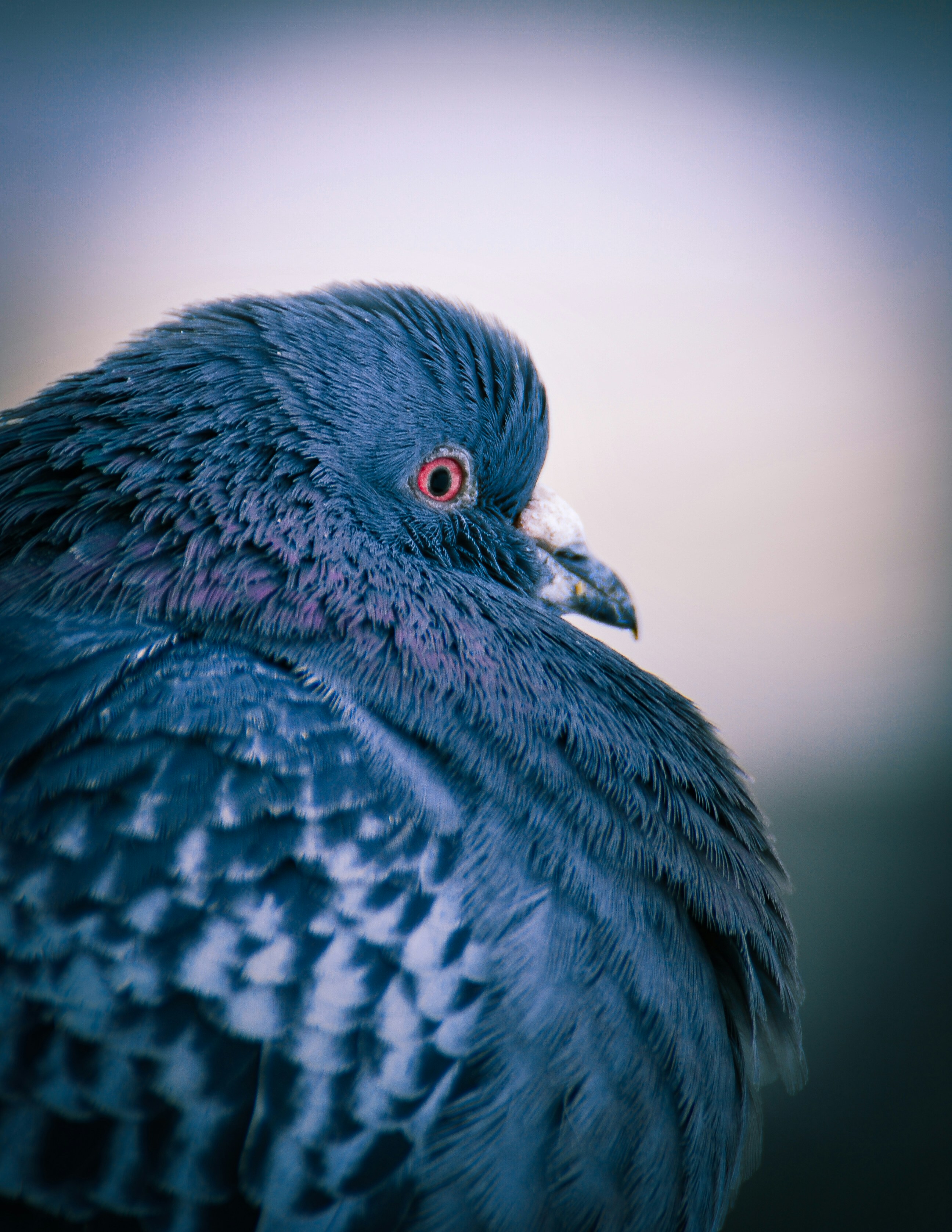 Photo by bartolomeo76